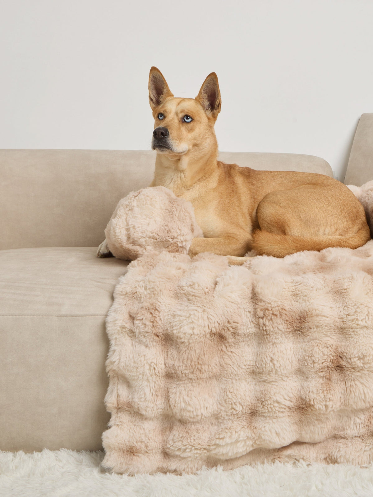 Dream Cloud Pet Sofa Bed
