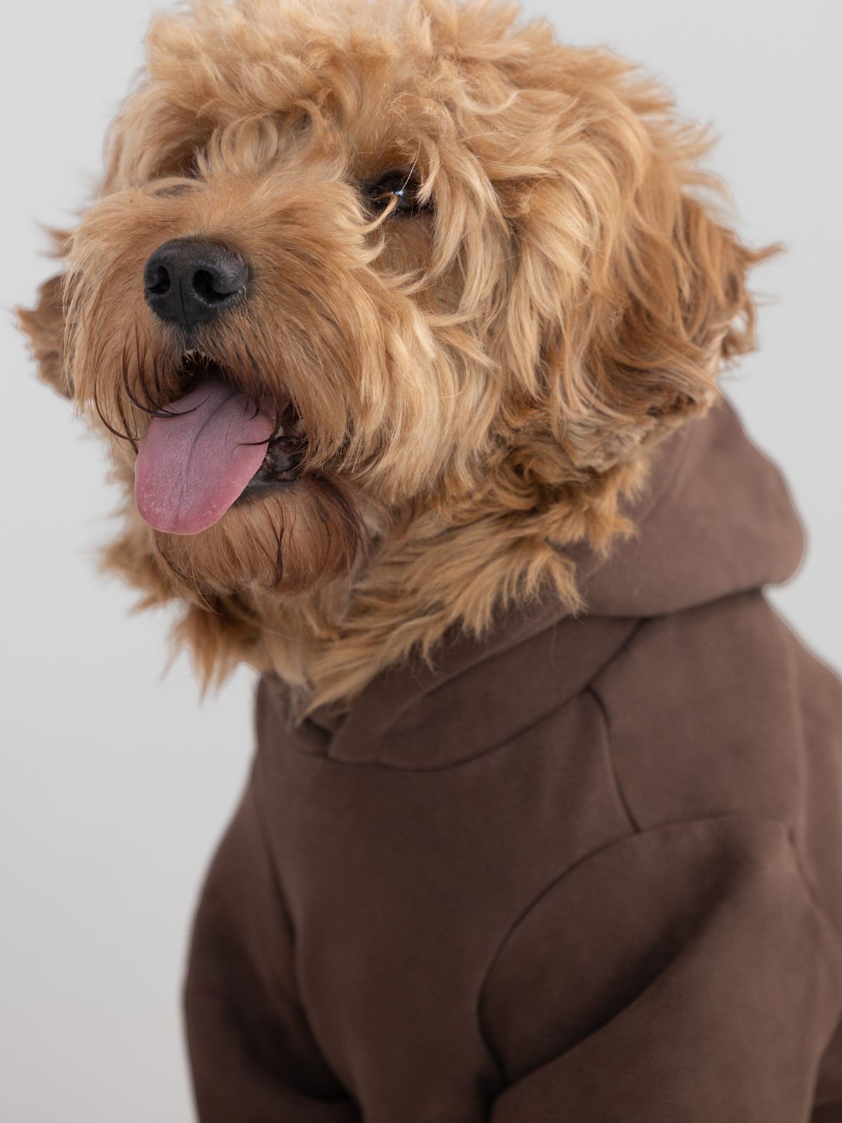 Standard Paw Hoodie